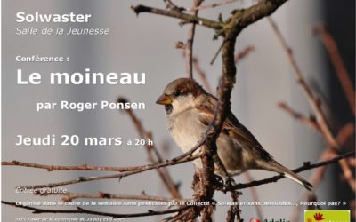 Mieux connaître les moineaux